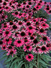 Echinacea Wicked