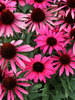 Echinacea Wicked