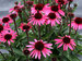 Echinacea Wicked