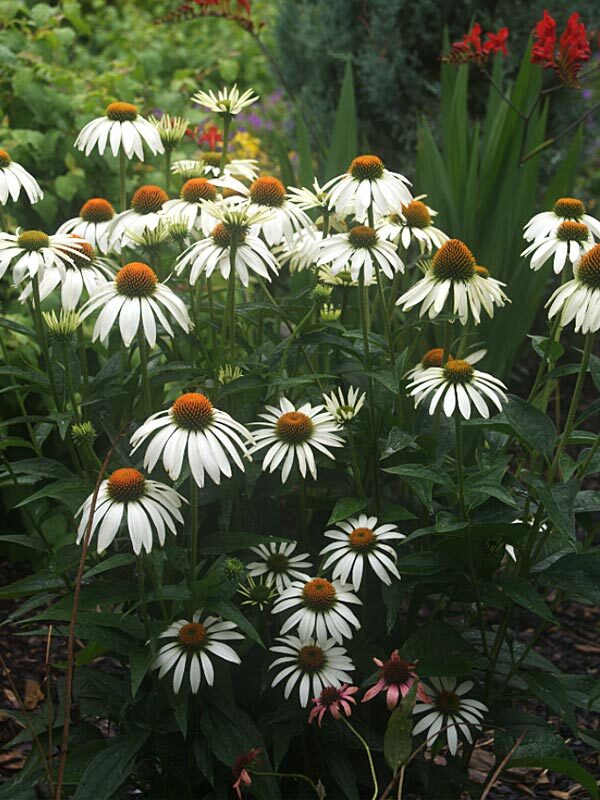 Echinacea White-Swan