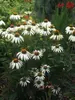 Echinacea White-Swan