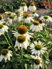 Echinacea White-Swan