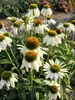 Echinacea White-Swan