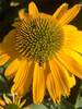 Echinacea Kismet Yellow