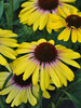 Echinacea Yellow Rainbow Marcella