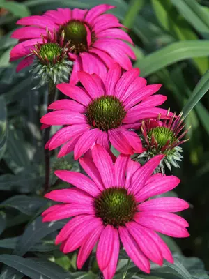 Link to Echinacea Prima&#153; Berry