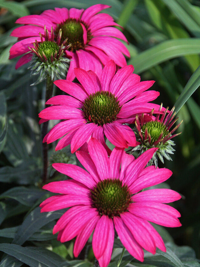 Echinacea Prima Berry