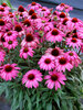 Echinacea Prima Berry