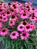 Echinacea Prima Berry