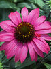 Echinacea Prima Berry