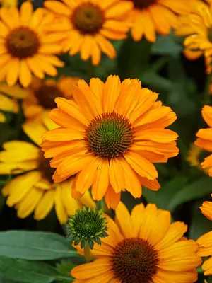 Link to Echinacea Prima Saffron