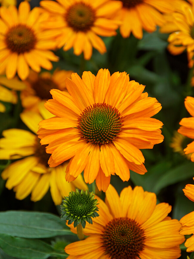 Echinacea Prima Saffron