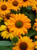 Echinacea Prima Saffron