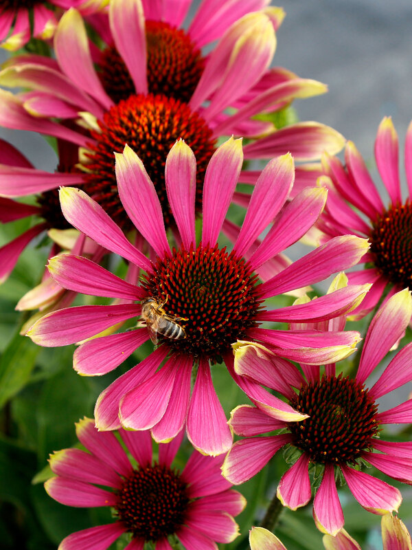 Echinacea Prima Spider