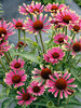 Echinacea Prima Spider