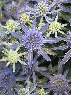 Eryngium