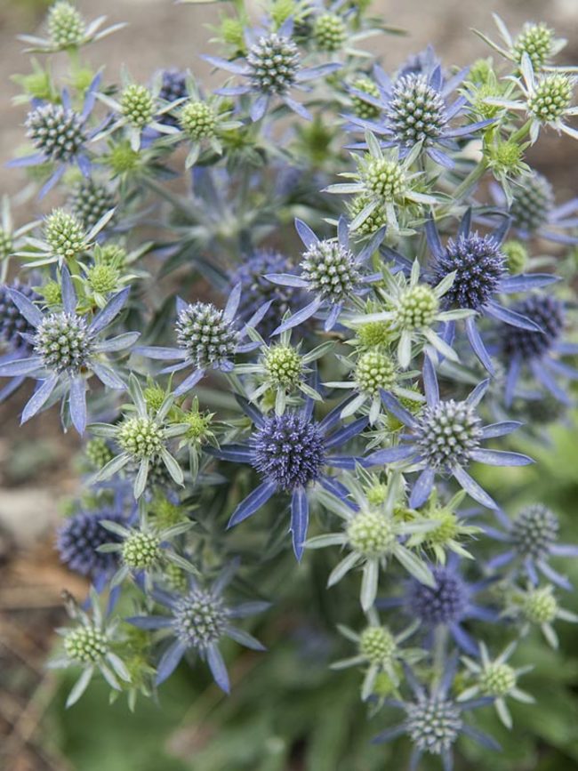 Eryngium Blue Hobbit Bluestone Perennials