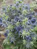 Eryngium Blue-Hobbit