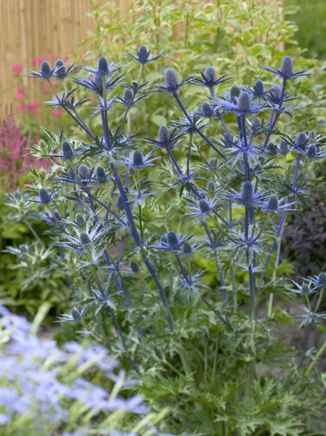 Image of Sea Holly potted flower