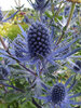 Eryngium Blue Jackpot