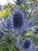 Eryngium Blue Jackpot