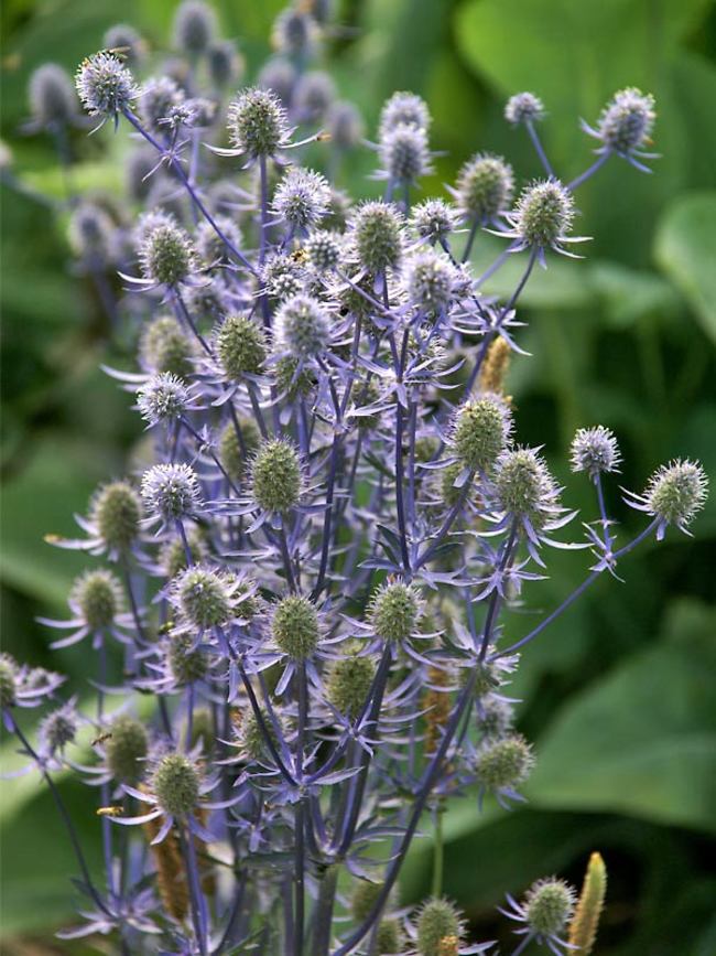 Eryngium Planum Jade Frost Bluestone Perennials