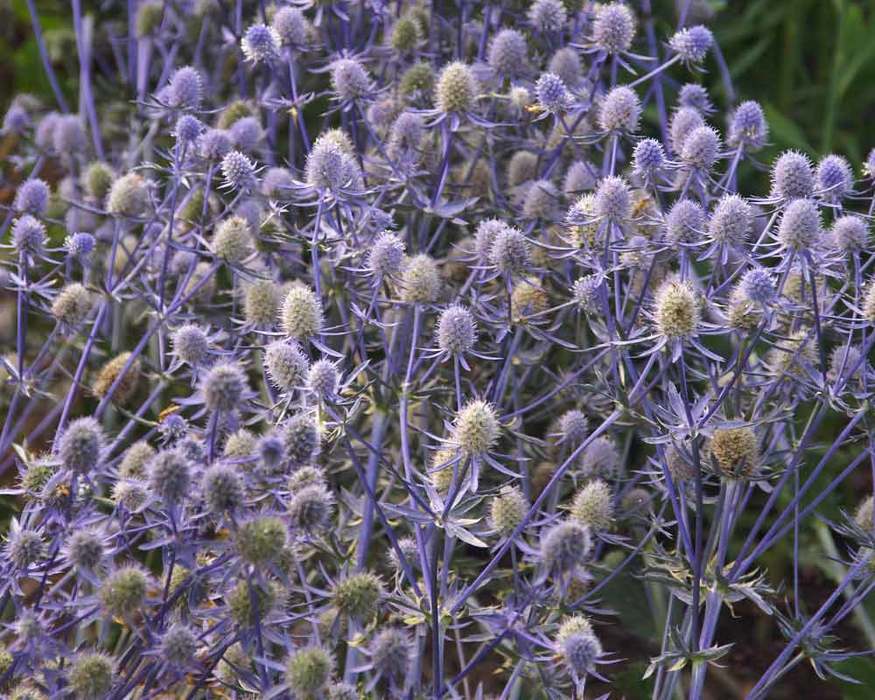 Eryngium Planum Jade Frost Bluestone Perennials