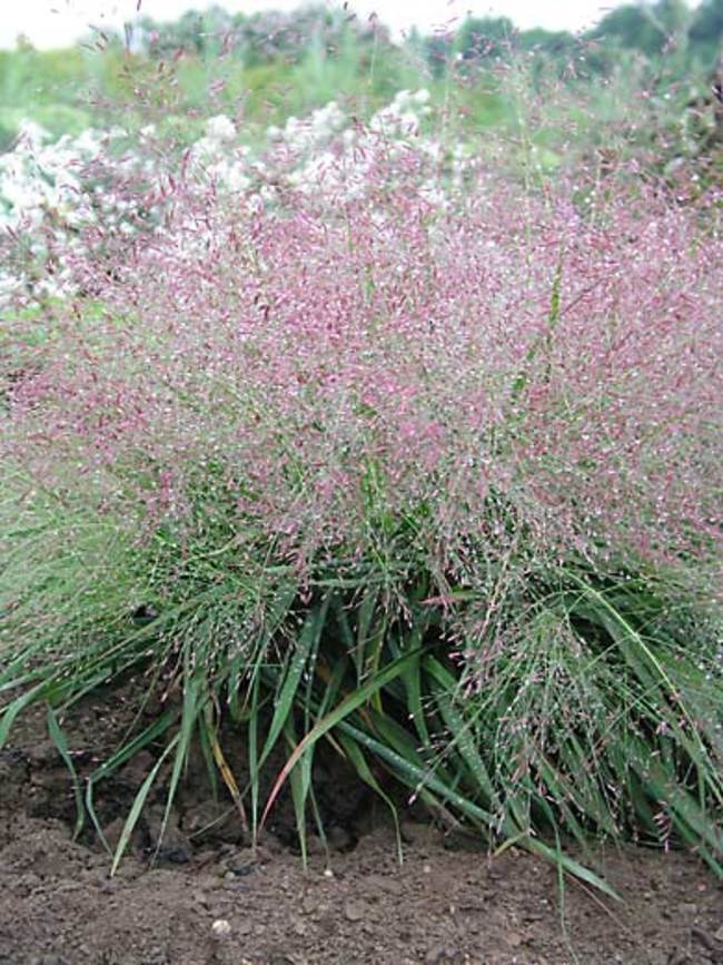 Eragrostis Spectabilis