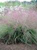 Eragrostis Spectabilis