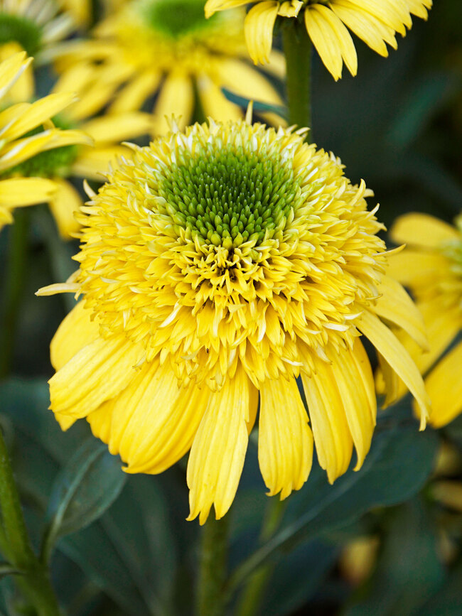 Echinacea Sunny Days Lemon