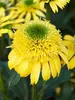 Echinacea Sunny Days Lemon