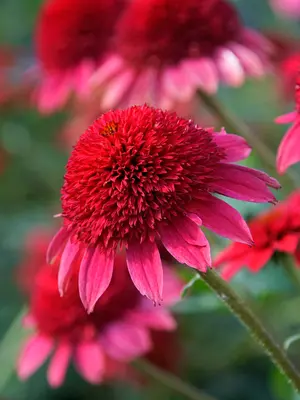 Link to Echinacea Sunny Days&#153; Ruby