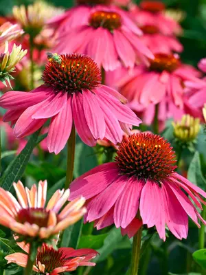 Link to Echinacea Summersong Firefinch