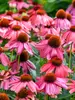 Echinacea Summersong Firefinch