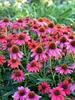 Echinacea Summersong Firefinch