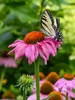 Echinacea Summersong Firefinch