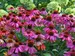 Echinacea Summersong Firefinch