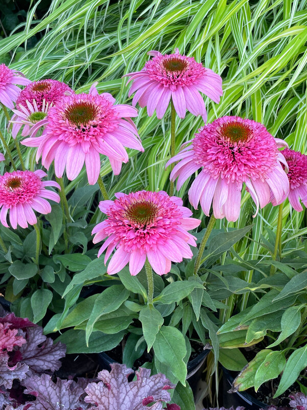 Echinacea Sundial Pink