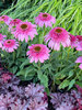 Echinacea Sundial Pink
