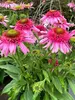 Echinacea Sundial Pink