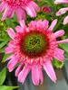 Echinacea Sundial Pink
