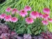 Echinacea Sundial Pink