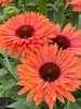 Echinacea Sunseekers Rainbow