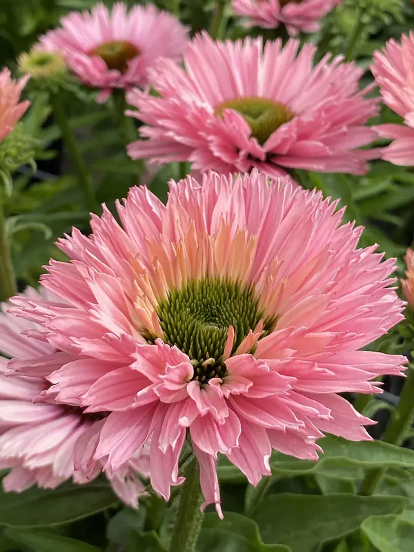 Bluestone Perennials Echinacea Sunseekers