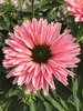 Echinacea Sunseekers Salmon