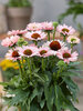 Echinacea Sunseekers Salmon