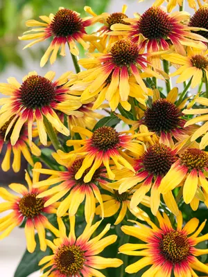 Link to Echinacea Sunseekers&reg; Tequila Sunrise&reg;
