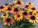 Echinacea Sunseekers Tequila Sunrise