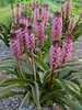 Eucomis African Night