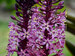 Eucomis African Night